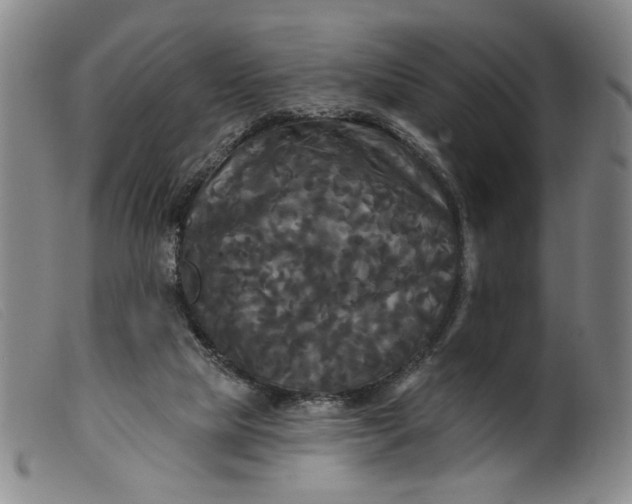 X0000099420065200805231639