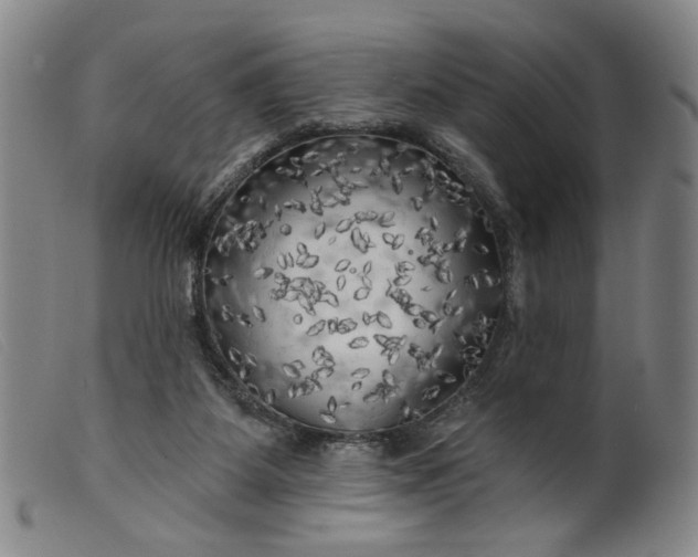 X0000099420115200805231638