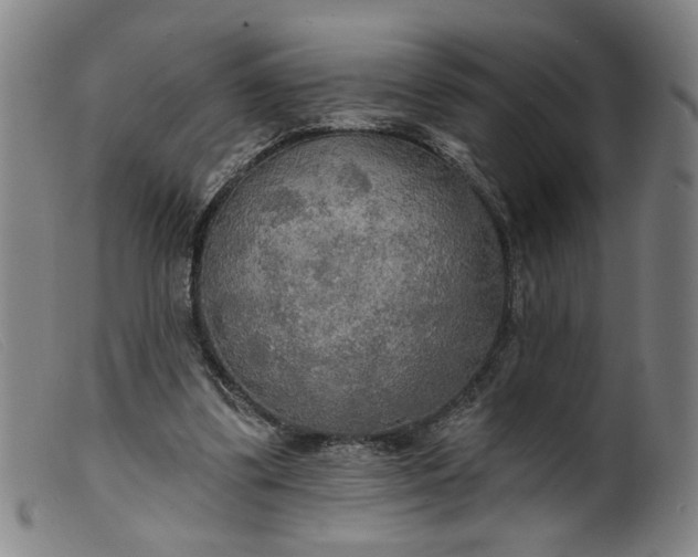 X0000099420299200805231636