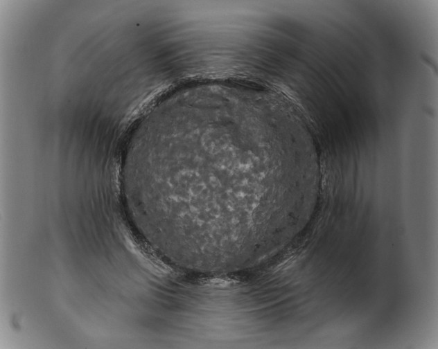 X0000099420542200805231631
