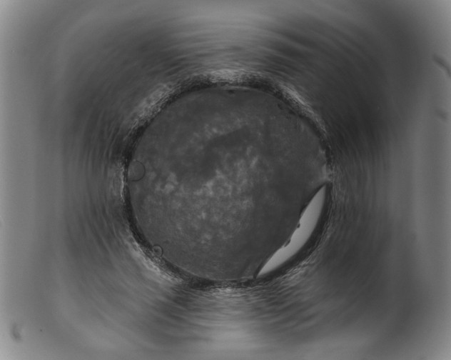 X0000099420637200805231630