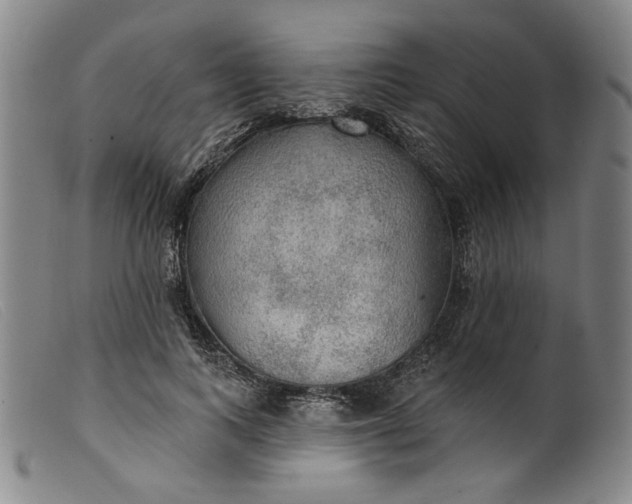 X0000099420743200805231628