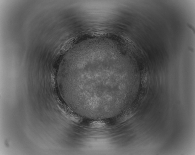X0000099420749200805231628