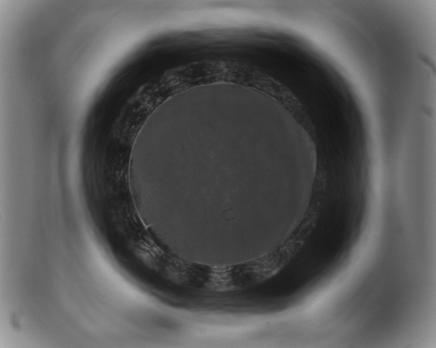 X0000099420766200805231629