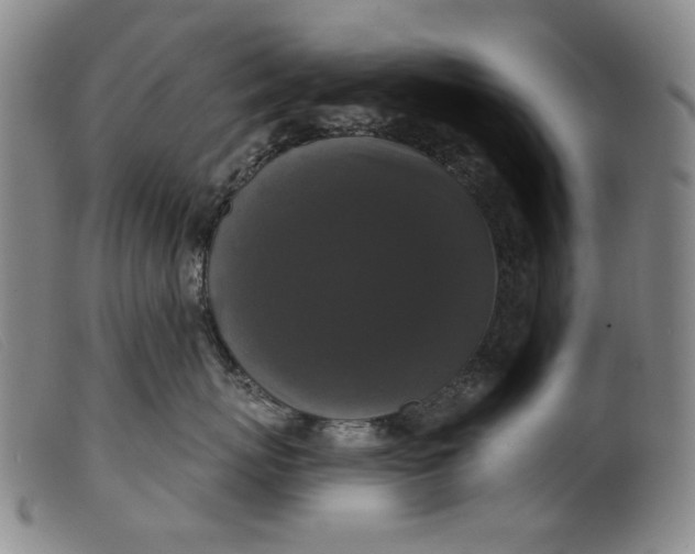 X0000099420767200805231629