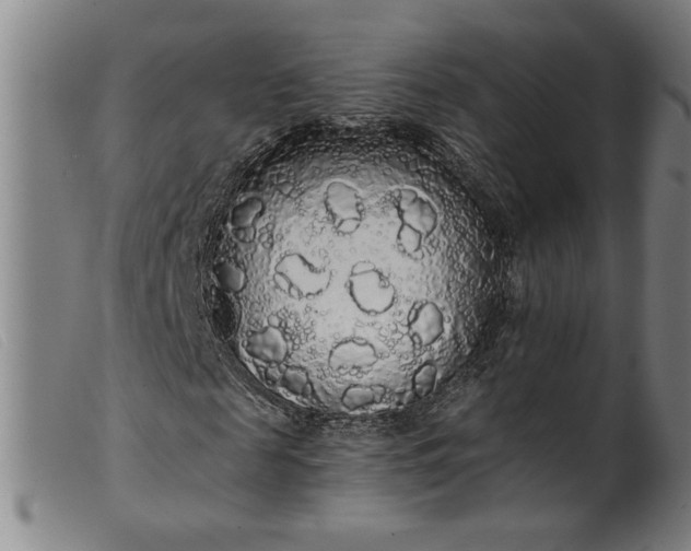 X0000099420817200805231627