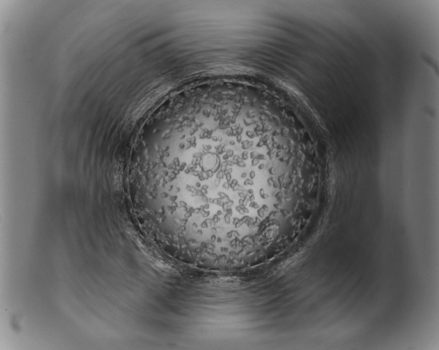 X0000099420833200805231627