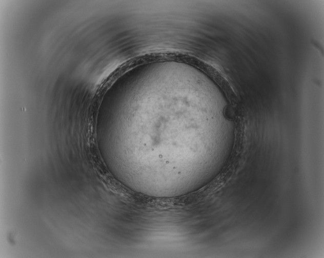 X0000099420871200805231626