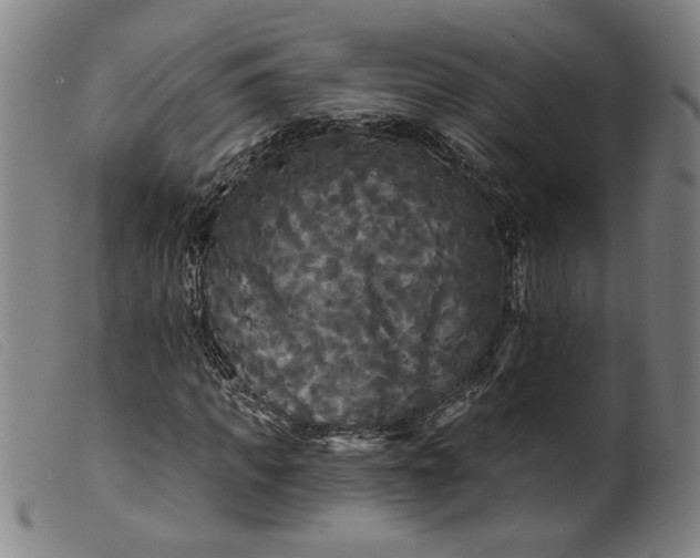 X0000099420917200805231625