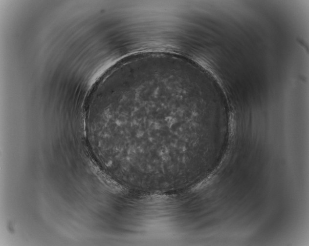 X0000099420925200805231625