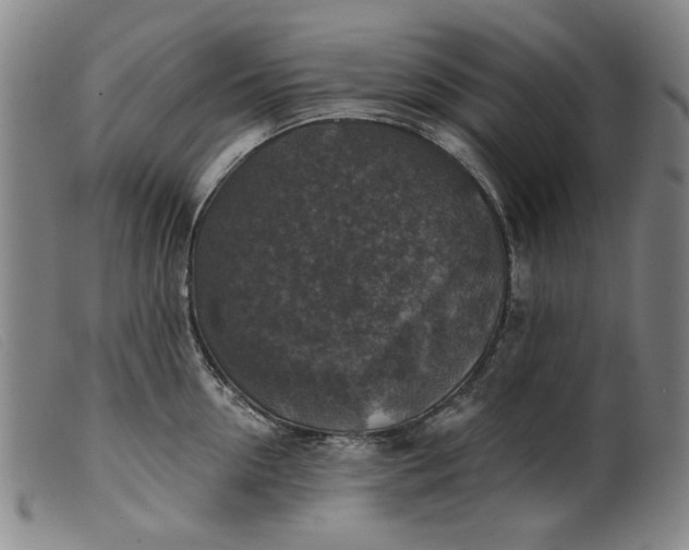 X0000099420954200805231626