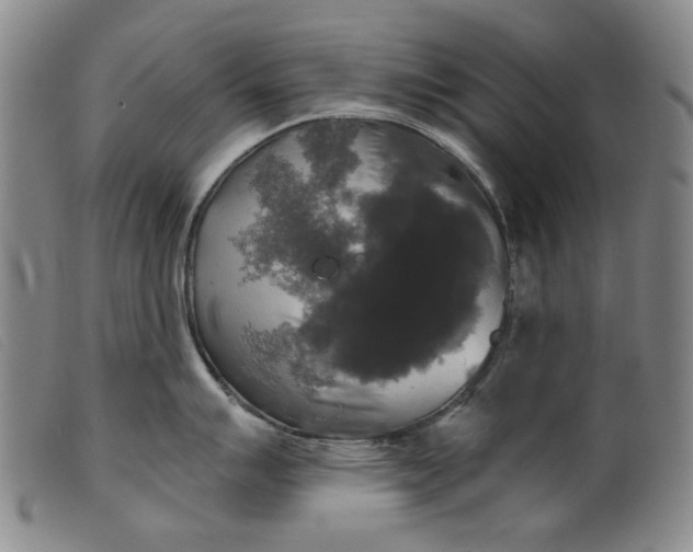 X0000099421007200805231624