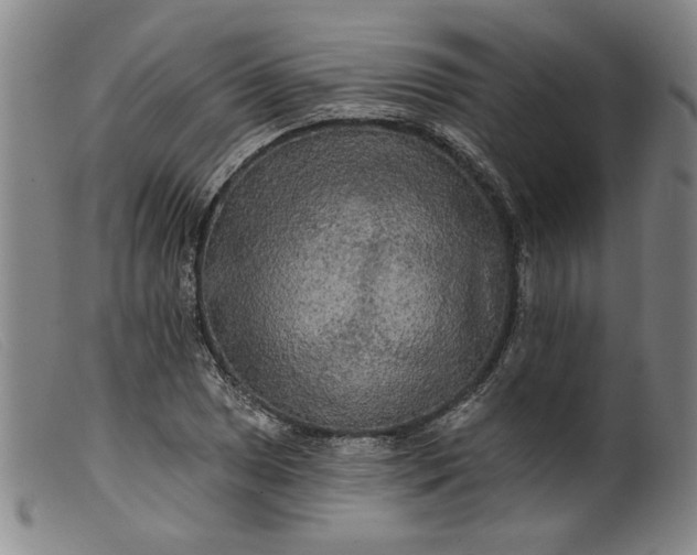X0000099421025200805231624