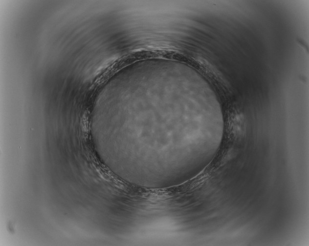 X0000099421110200805231622
