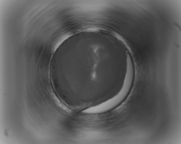 X0000099421194200805231621