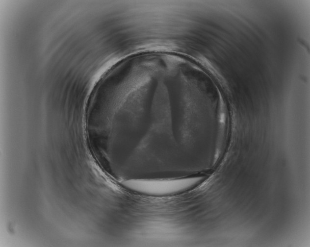 X0000099421240200805231621