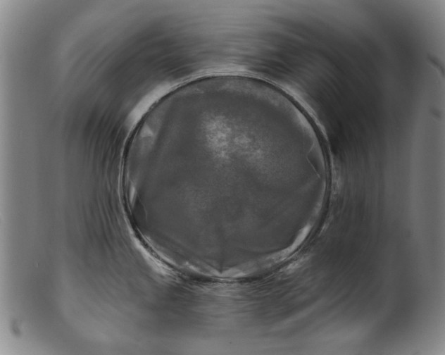 X0000099421245200805231621