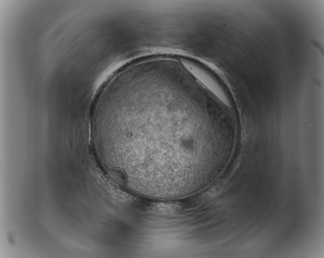 X0000099421271200805231620