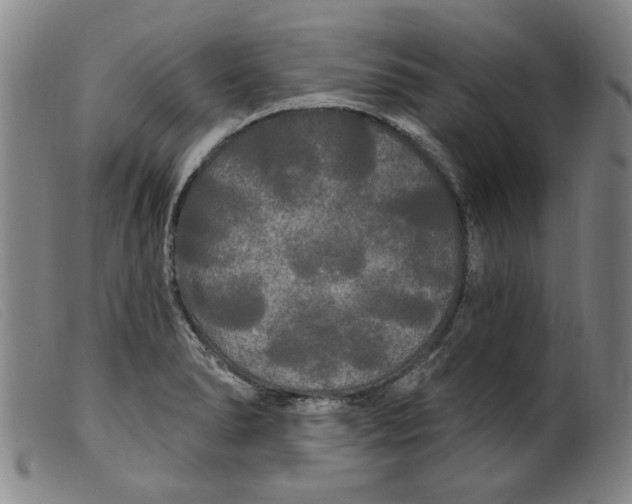 X0000099421278200805231620