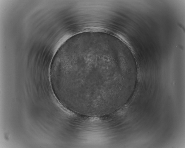 X0000099421283200805231620