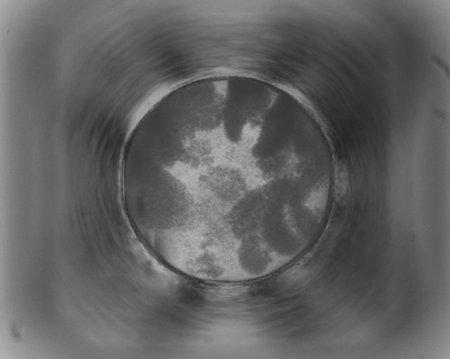X0000099421294200805231620