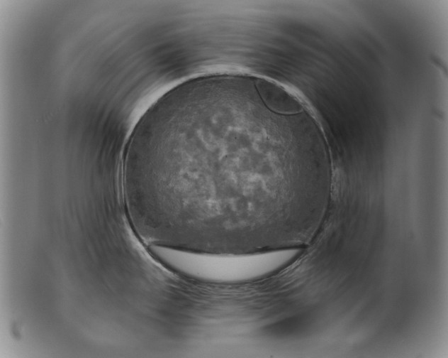 X0000099421295200805231620