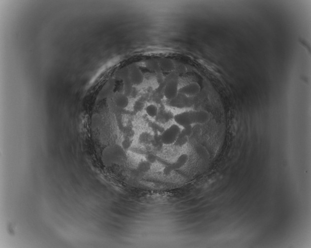 X0000099421351200805231619
