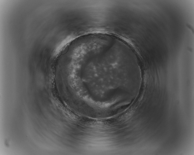 X0000099421359200805231619