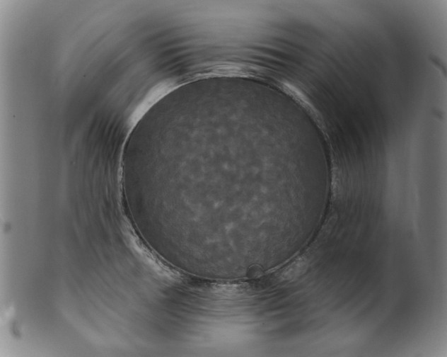 X0000099421378200805231618