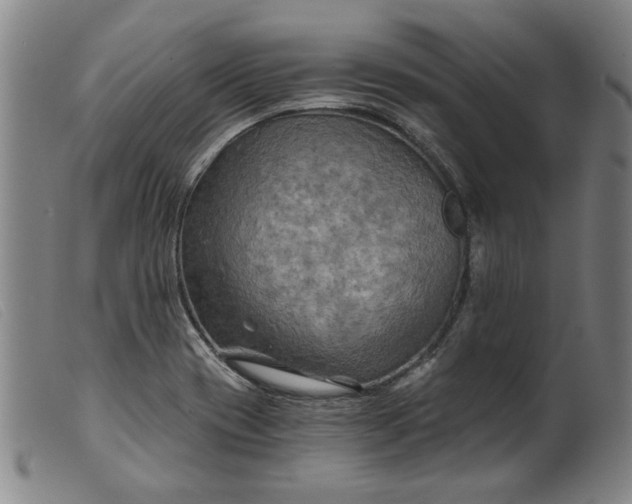 X0000099421417200805231618