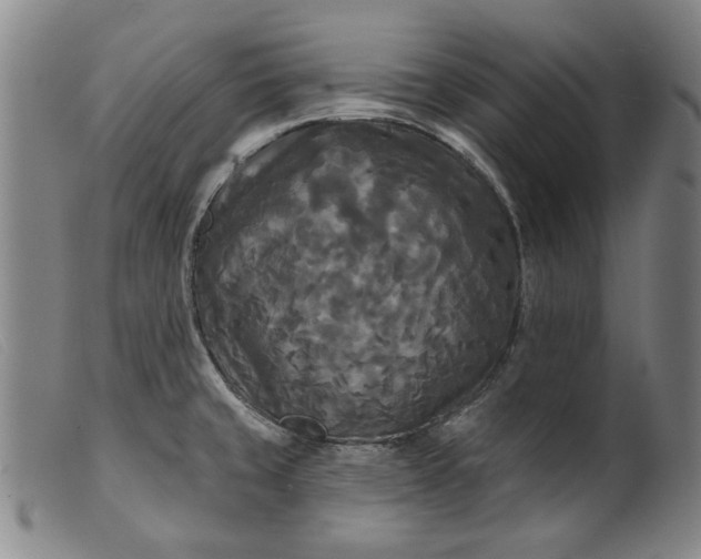 X0000099421429200805231618