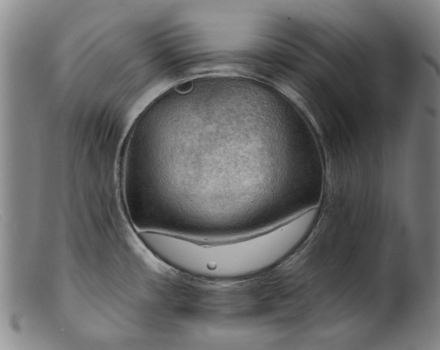 X0000099421482200805231617