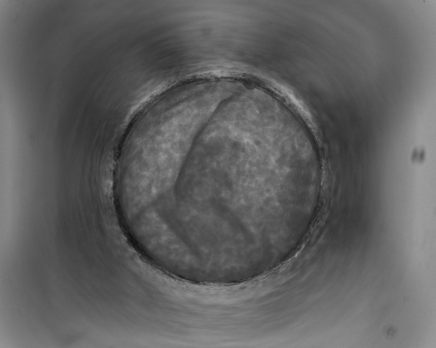 X0000099420010200805301417