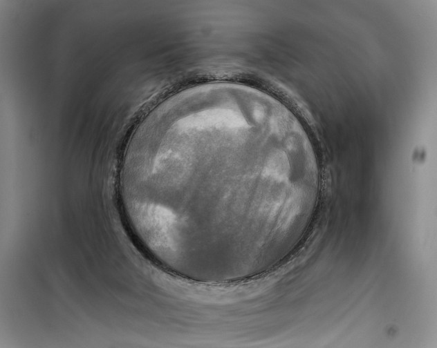 X0000099420018200805301417