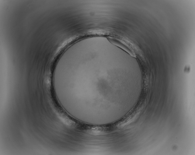 X0000099420064200805301416