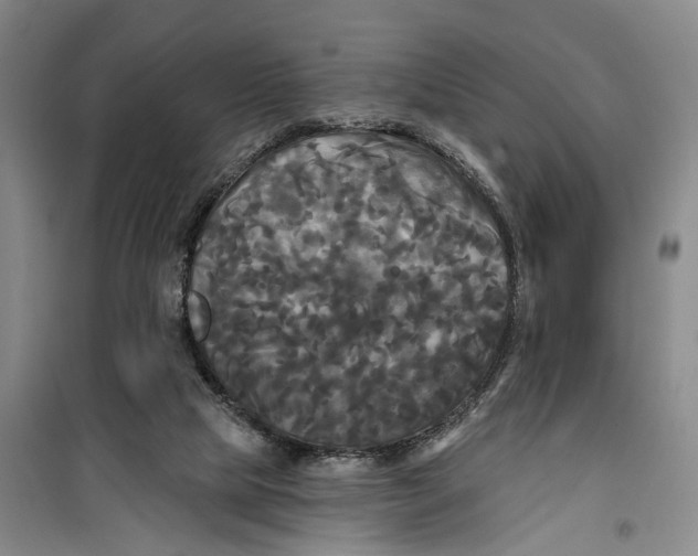 X0000099420065200805301416