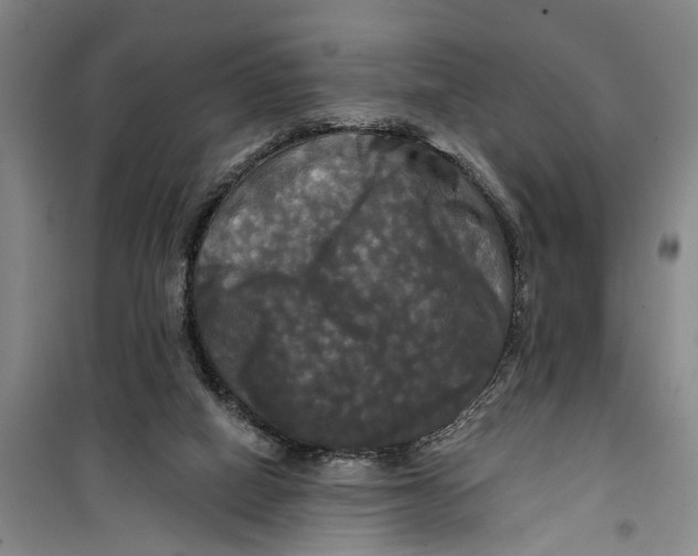 X0000099420066200805301416