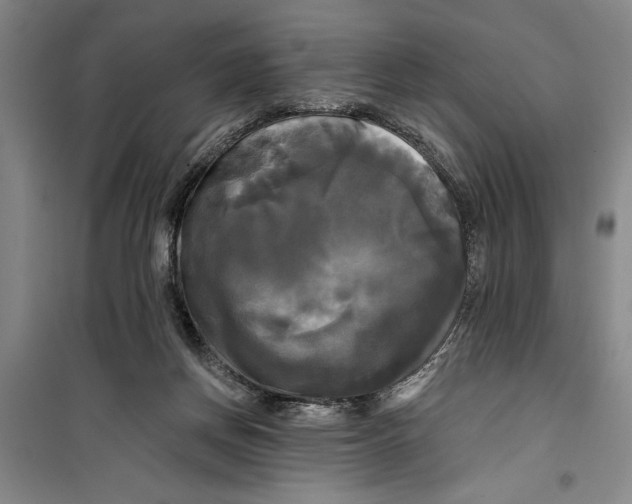 X0000099420166200805301415