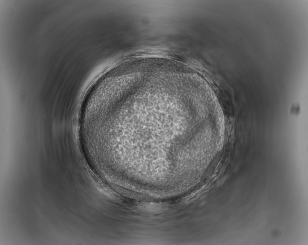 X0000099420293200805301413