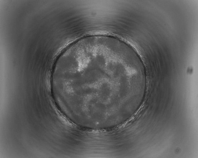 X0000099420345200805301412