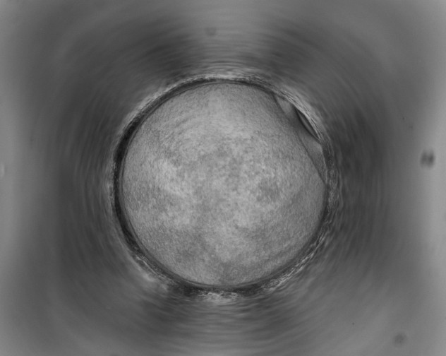 X0000099420346200805301412