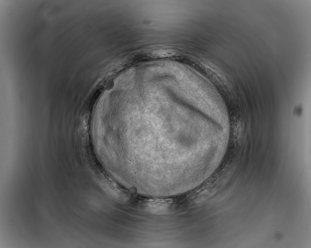 X0000099420373200805301412