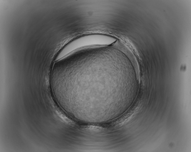 X0000099420393200805301412