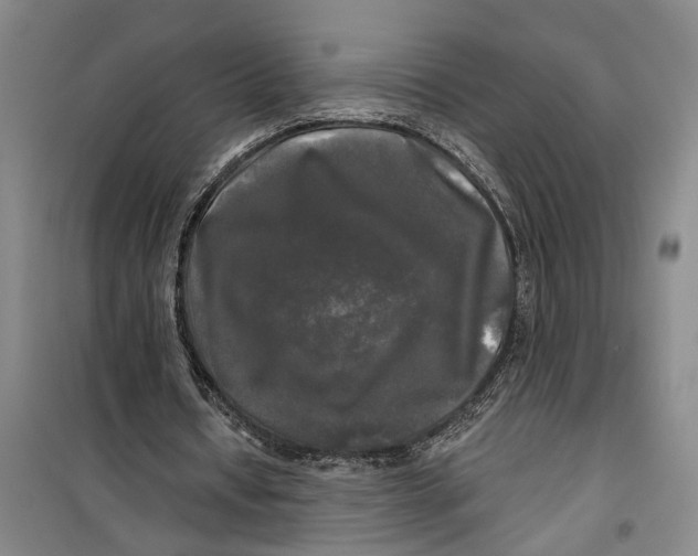 X0000099420434200805301410