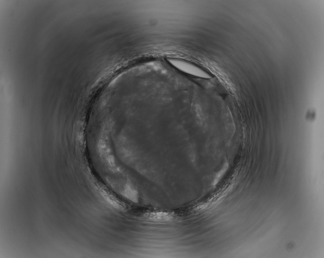 X0000099420449200805301411