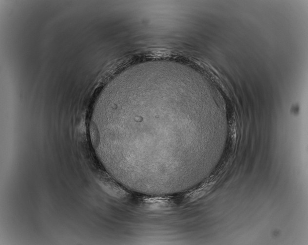 X0000099420516200805301410