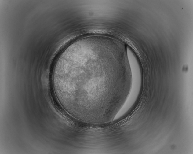 X0000099420531200805301409