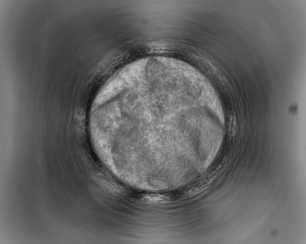 X0000099420557200805301410