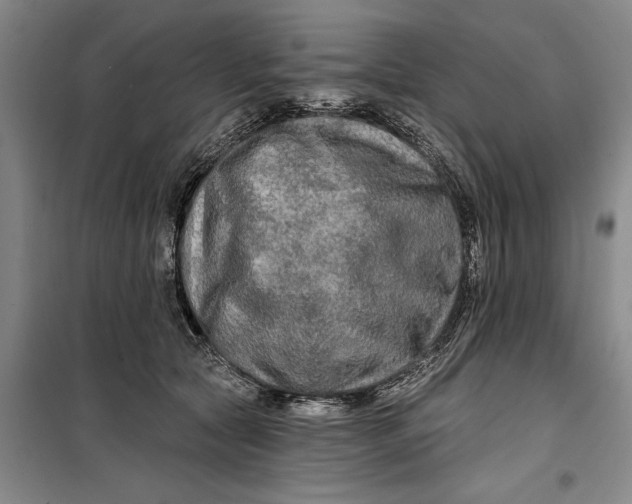 X0000099420561200805301410