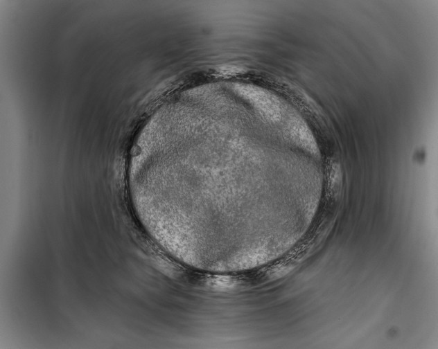 X0000099420565200805301410